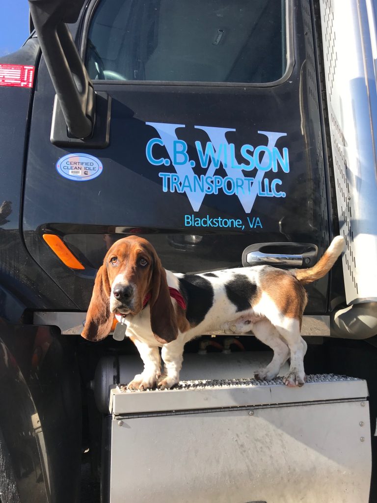 Duke the basset hound dog standing in front of CB Wilson Transport truck